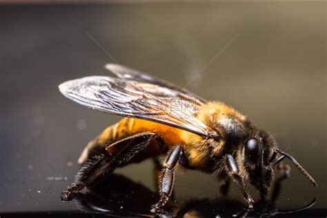 大型蜜蜂